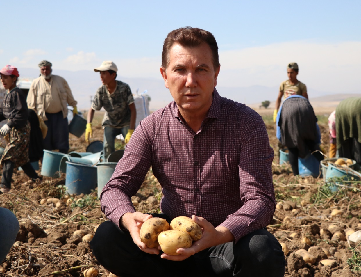 Kışlık patates hasadı başladı, verim iyi