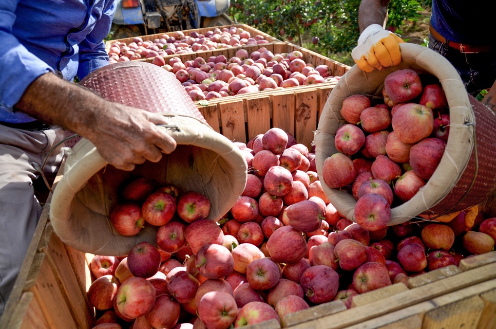Konya'da yıllık yaklaşık 250 bin ton üretilen elma hasadı için üreticiler zamanla yarışıyor