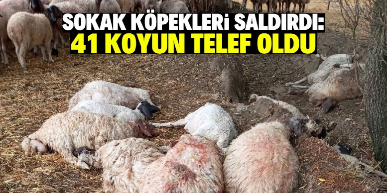 Sokak köpekleri 41 koyunu telef etti!