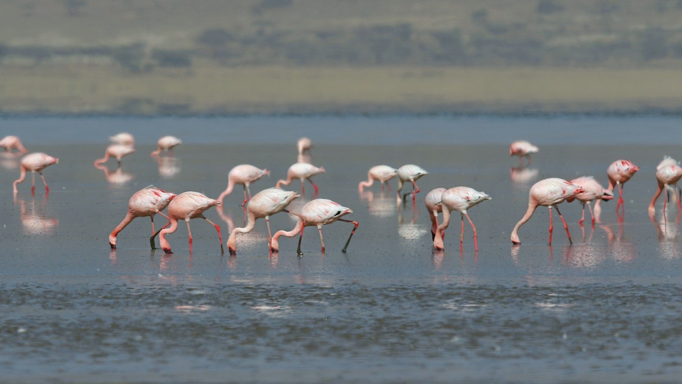 Tuz Gölü'nde alınan tedbirlerle 10 bin yavru flamingolar kurtuldu