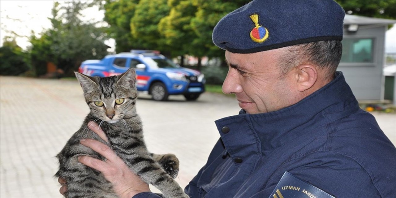 Kedi 'Gümüş'e sahip çıkan jandarma, topladığı parayla ameliyatını da yaptırdı