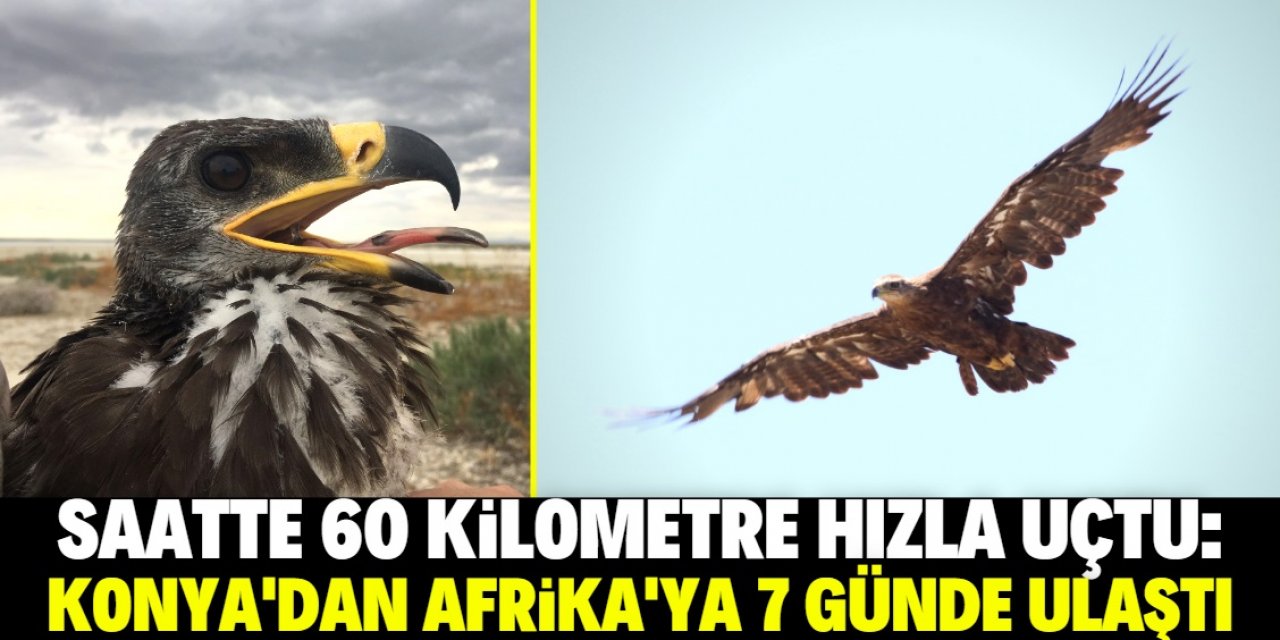 Konya'dan Afrika'ya 7 günde uçan kartal