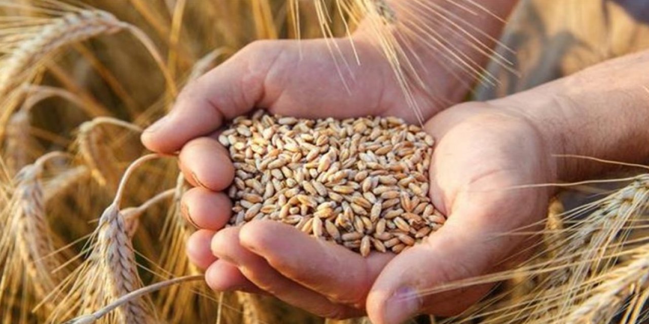 Buğday üretiminde bu yıl artış bekleniyor