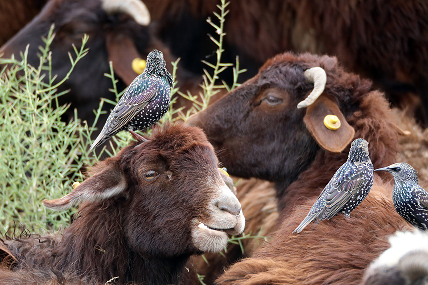 Koyunların üstündeki böceklerle beslenen kuşlar kameraya yansıdı