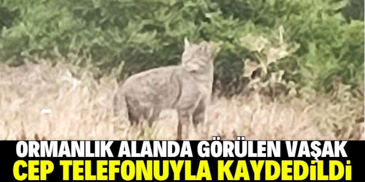 Ormanlık alanda vaşak görüntülendi