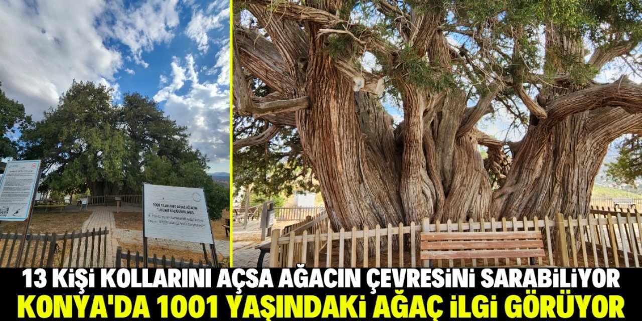 Konyalılar 1001 yaşındaki ağacı görmek için ilçeye akın ediyor