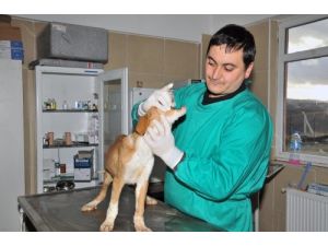 Mamak Hayvan Barınağı Kışa Hazır