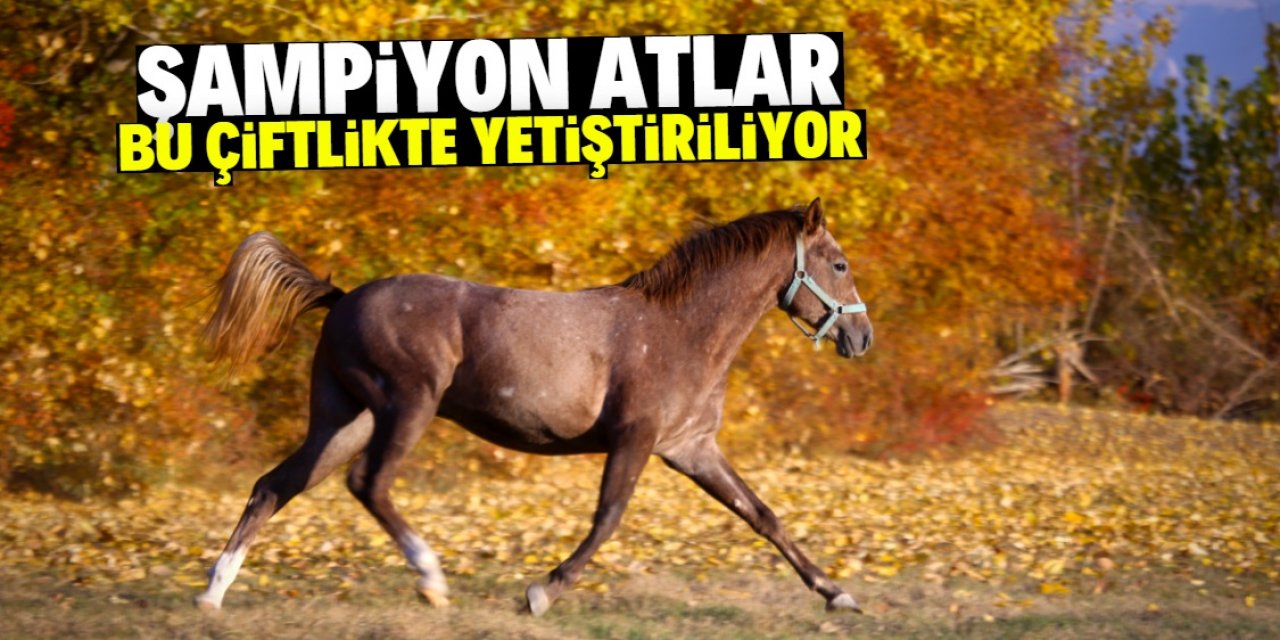 Konya'daki çiftlikte şampiyon atlar yetiştiriliyor