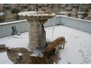 Kış Hayvanların Yaşamını Da Olumsuz Etkiliyor