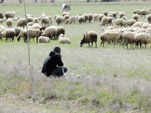 Okullu çoban dönemi başlayacak