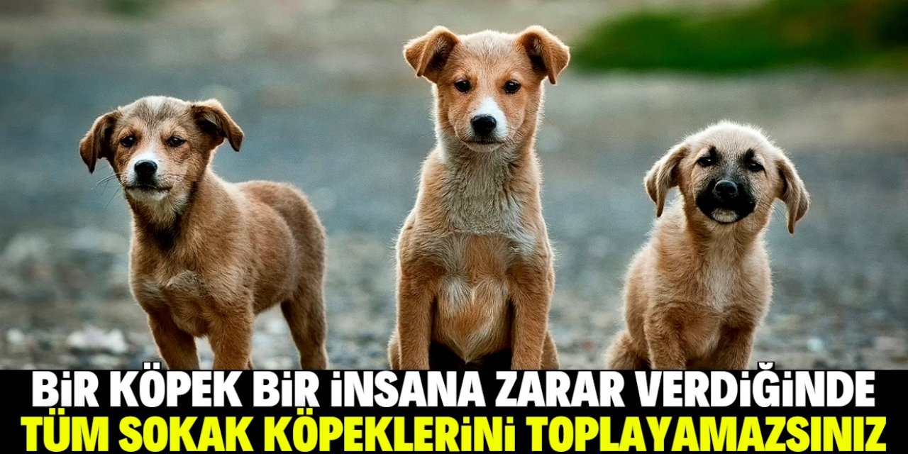 Köpekler ve İnsanlar