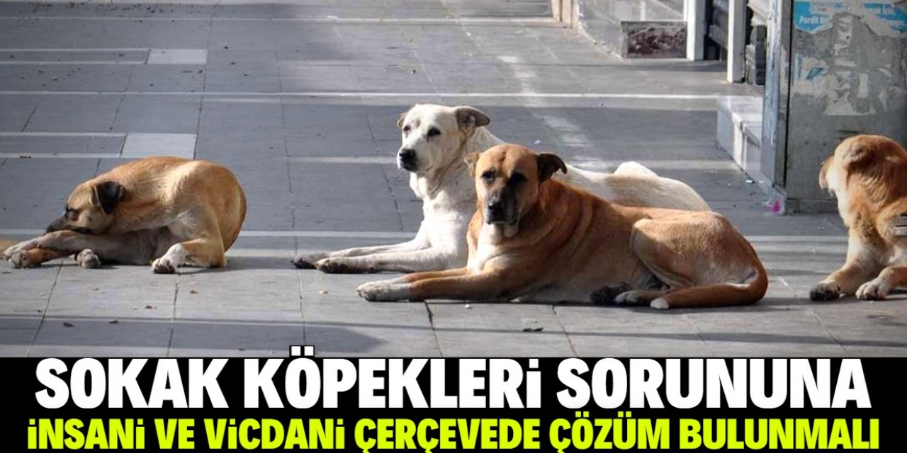 Sokak köpekleri meselesi çözülmeli!