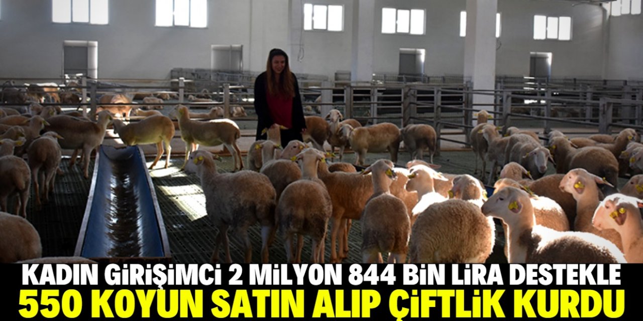 Kadın girişimci 550 koyun satın alıp çiftlik kurdu