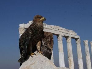 Yaralı Kartal Yavrusu Tedavi Ediliyor