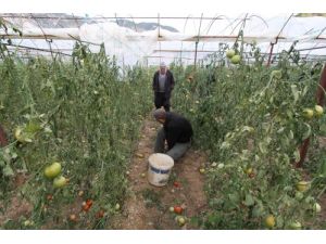 Saatte 65 Kilometre Hızla Esen Rüzgar Seraları Vurdu