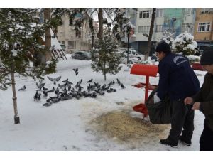 Belediye, Sokak Hayvanları Ve Kuşları Yemledi