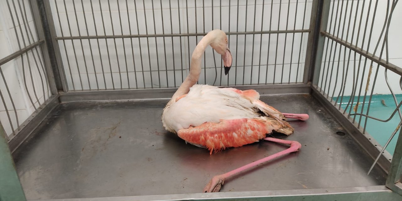 Yaralı bulunan flamingo tedaviye alındı