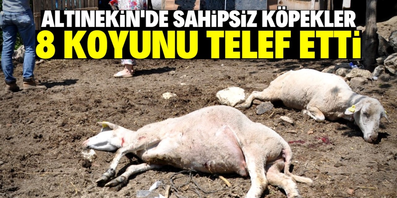 Altınekin'de sahipsiz köpekler 8 koyunu telef etti