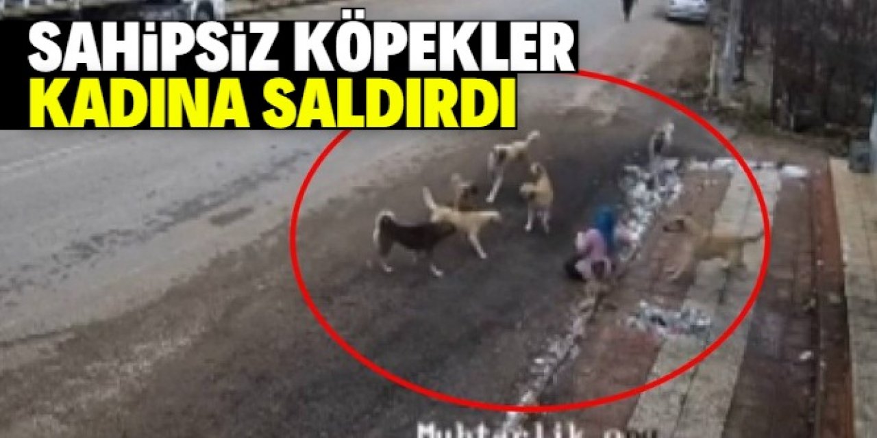 Sahipsiz köpekler Konya'da bir kadına saldırdı