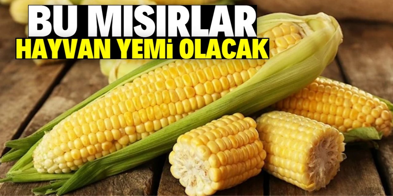 Genetiği değiştirilmiş mısırla hayvan yemi yapılacak