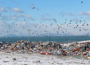 Soğuk hava kuşları da etkiledi