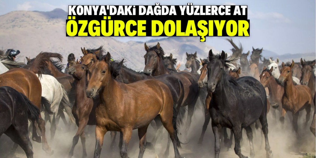 Konya'daki bu dağda yüzlerce at özgürce dolaşıyor