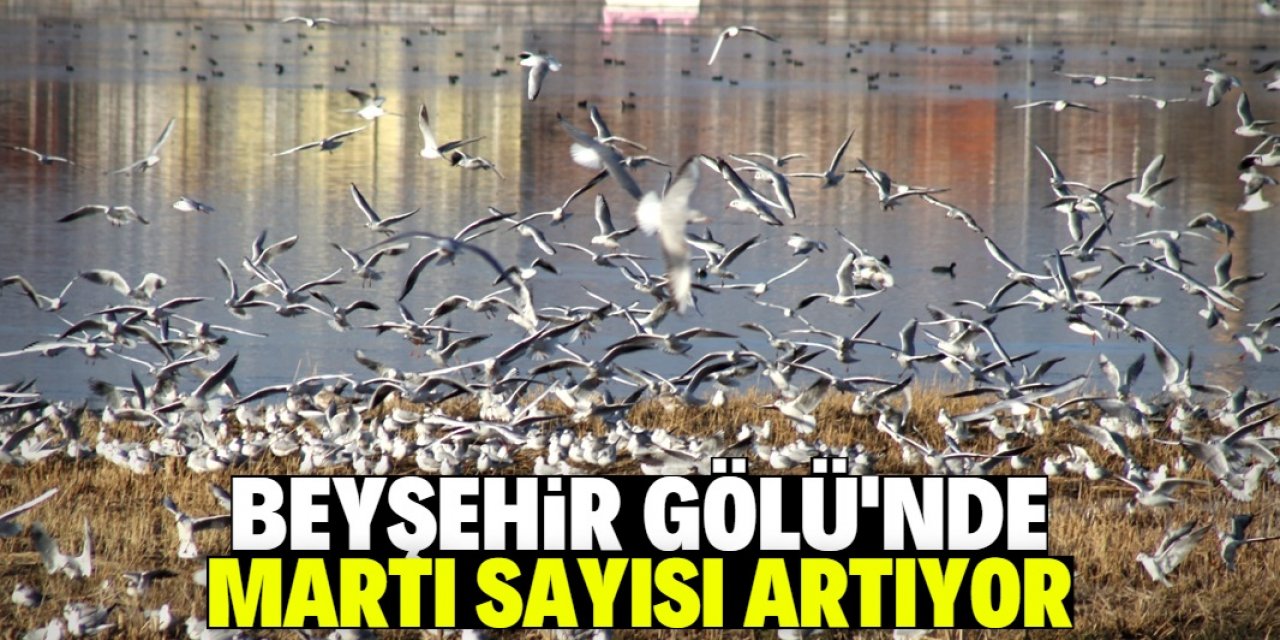 Beyşehir Gölü'nde martıların sayısı artıyor