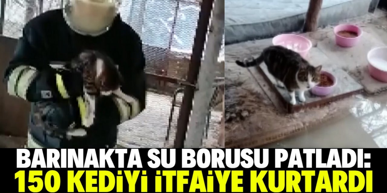 Konya'daki barınakta su borusu patladı! 150 kediyi itfaiye kurtardı