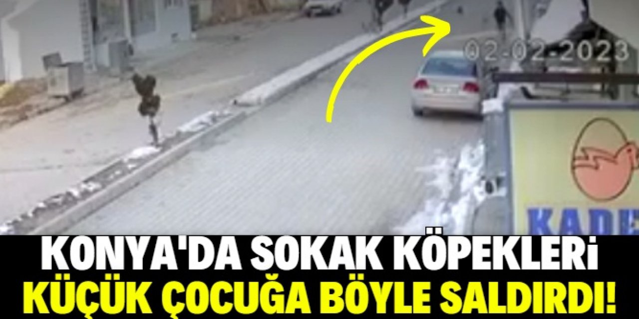 Konya'da sokak köpekleri küçük çocuğa böyle saldırdı!