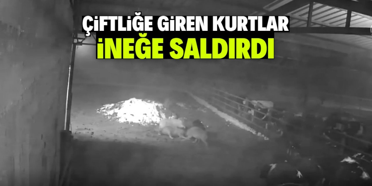 Konya'da çiftliğe giren kurt sürüsünün görüntüleri kameralara yansıdı