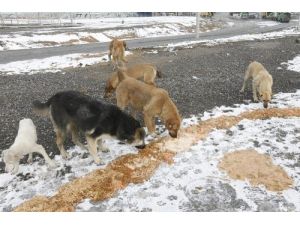 Gebze Belediyesi Sokak Hayvanlarını Unutmadı