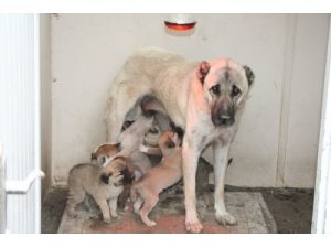 Barınağa Getirilen Sahipsiz Yavru Köpeklere Annelik Yapıyor