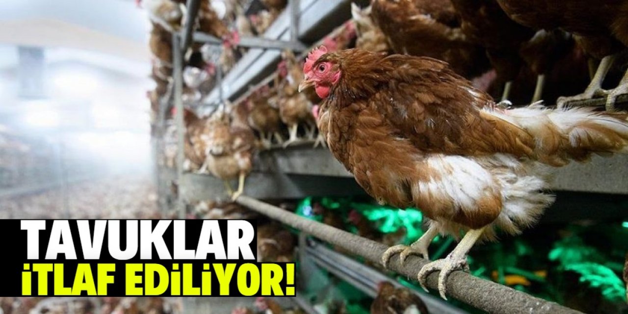 Tavuklar itlaf ediliyor!