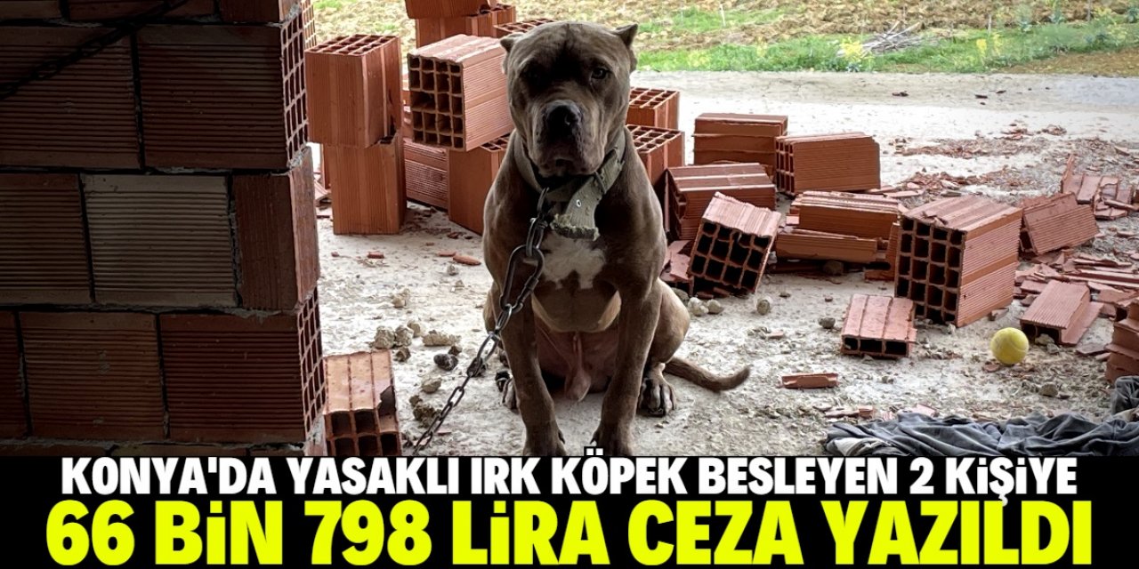 Konya'da yasaklı ırk köpek besleyen 2 kişiye 66 bin 798 lira ceza kesildi