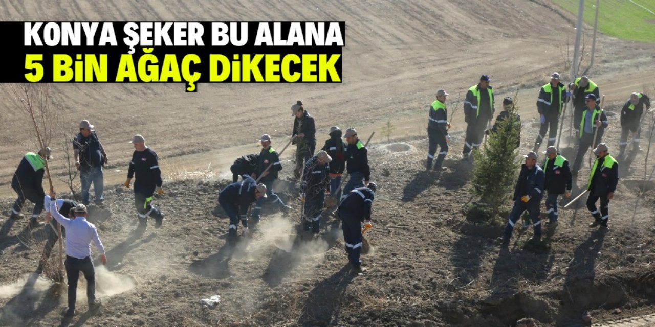 Konya Şeker bu alana 5 bin ağaç dikecek