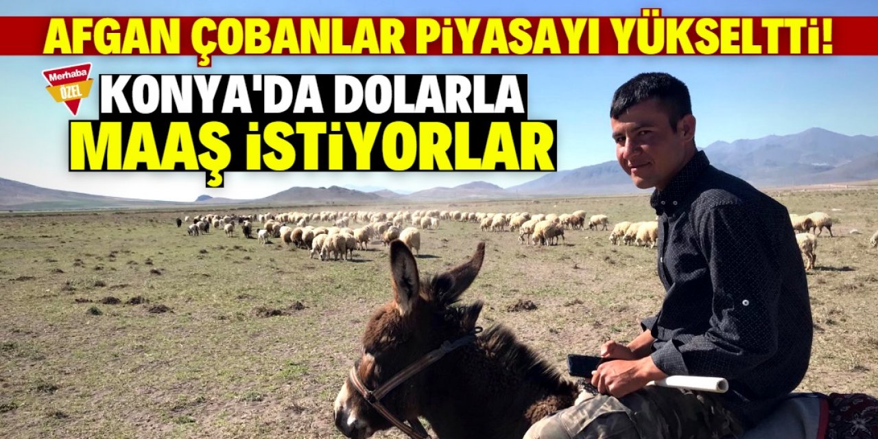 Konya'da Afgan çobanlar dolarla maaş istiyor!