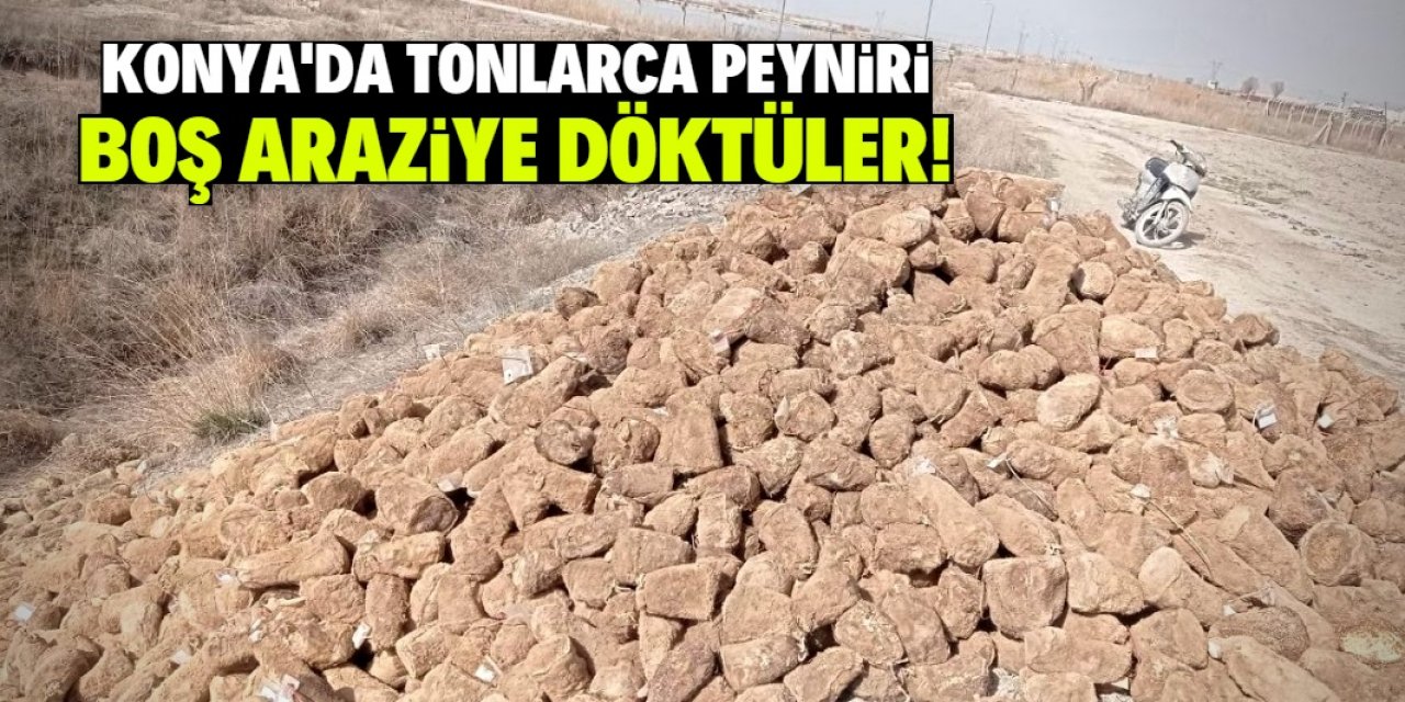 Konya'da boş araziye tonlarca peynir döktüler!