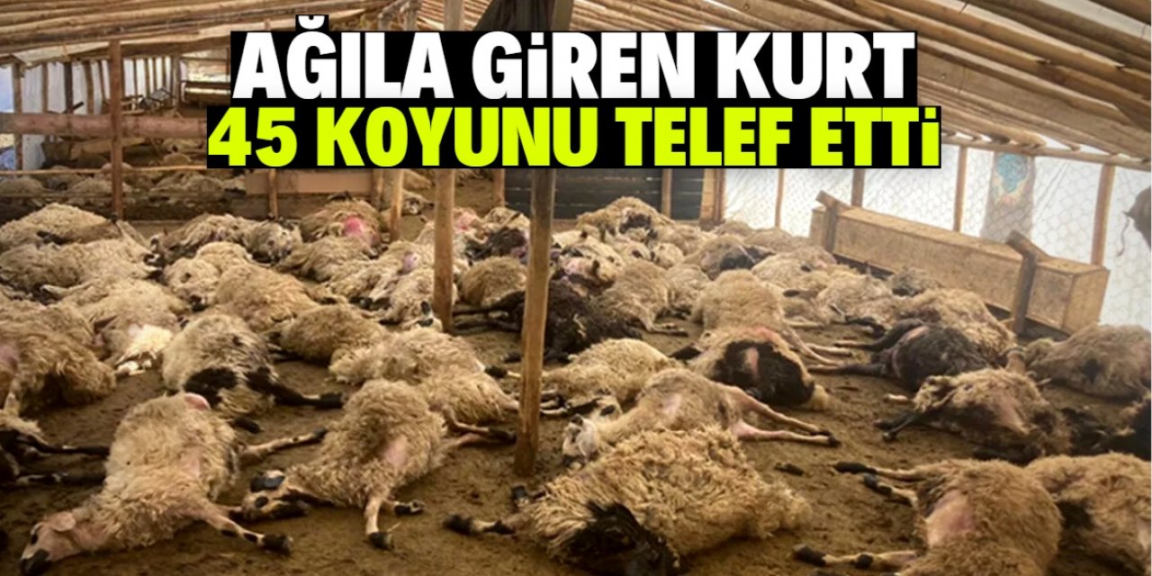 Ağıla giren kurt 45 koyunu telef etti