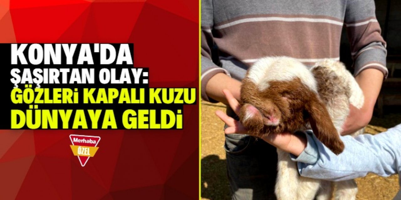 Konya'da gözleri kapalı kuzu dünyaya geldi