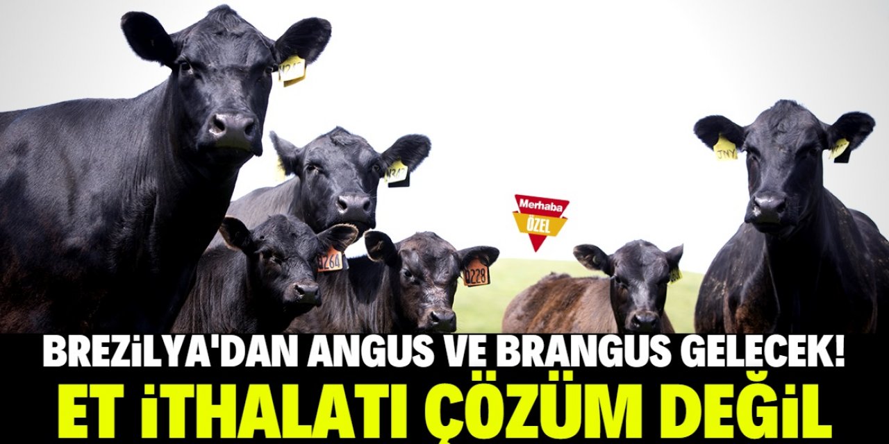 Konya'da hayvanlar kesime gidiyor: Et ithalatı çözüm değil!