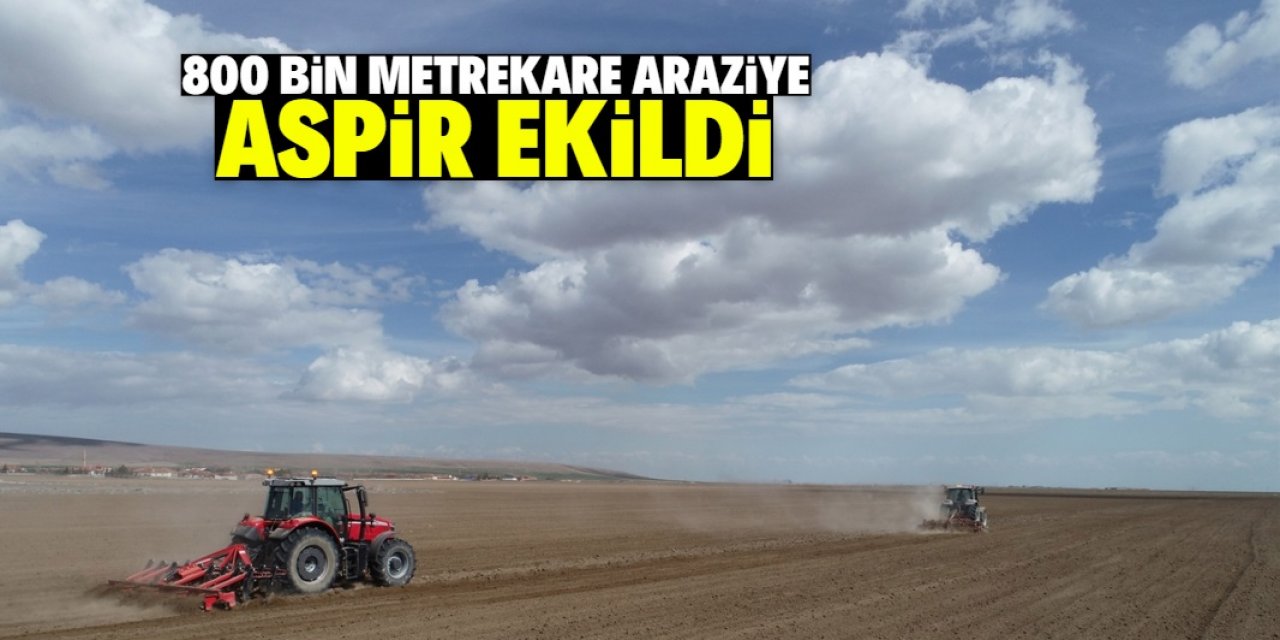 Konya'da belediye 800 bin metrekarelik araziye aspir ekti