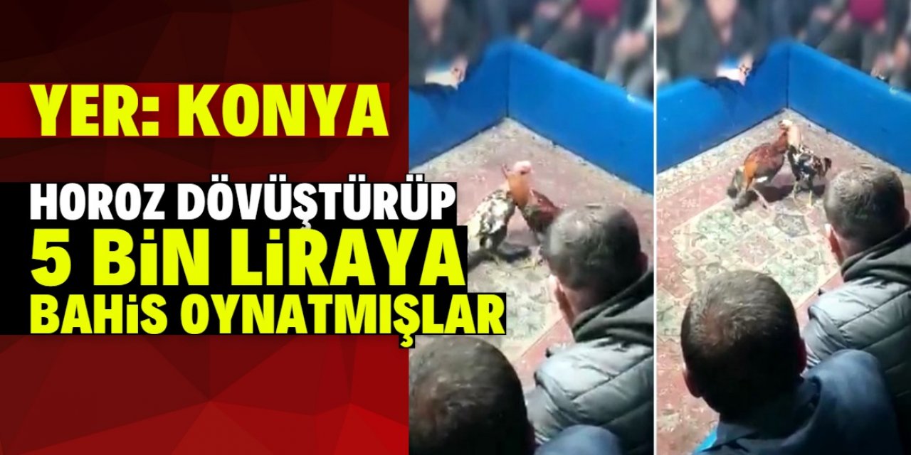 Konya'da horoz dövüşü düzenleyip 5 bin liraya bahis oynatmışlar!