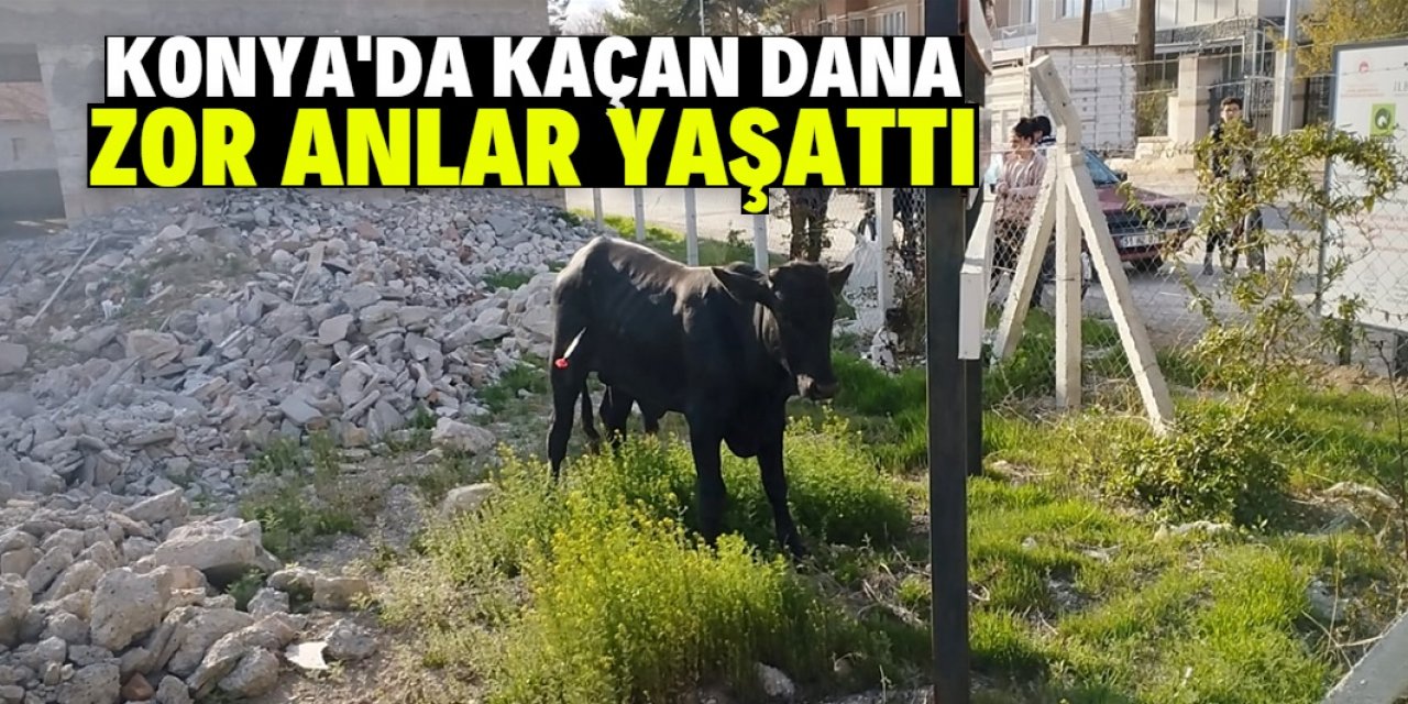 Konya'da kaçan dana sahiplerine zor anlar yaşattı