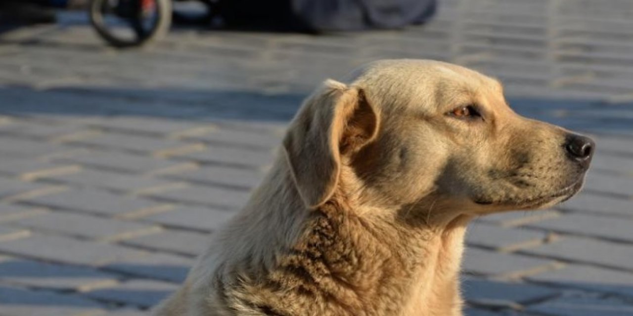 Konya'daki belediyeden "hayvan barınağında köpeklere kötü muamele edildiği" iddialarına ilişkin açıklama