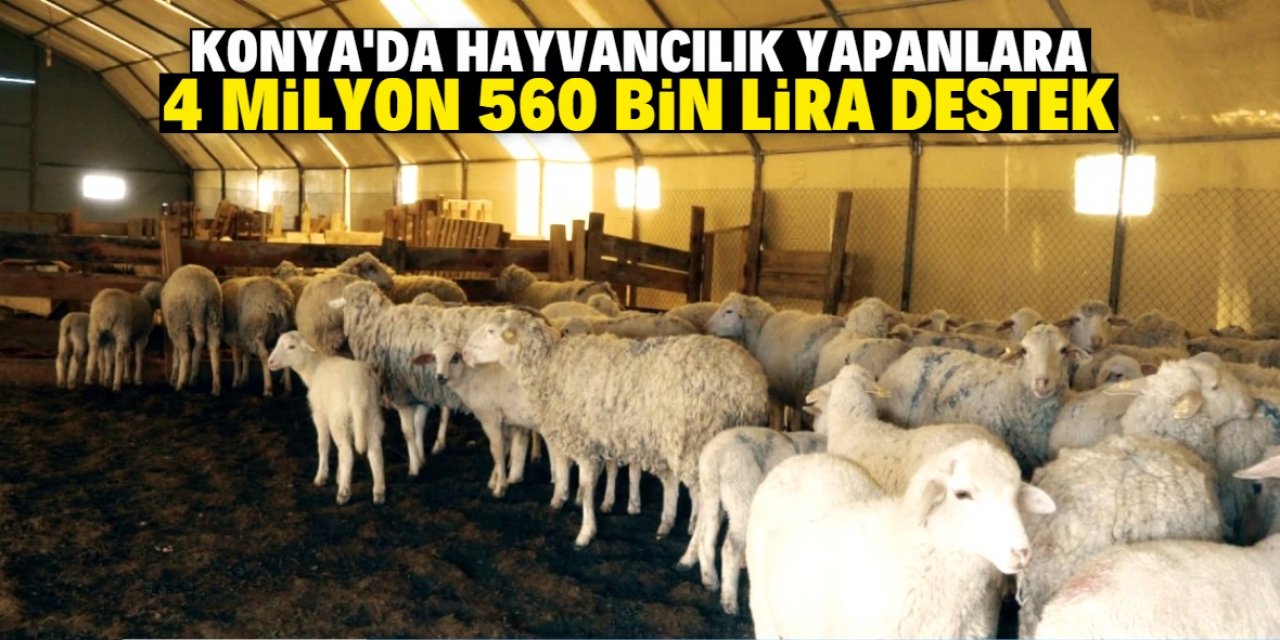 Konya'da hayvancılık yapanlara 4 milyon 560 bin lira destek verilecek