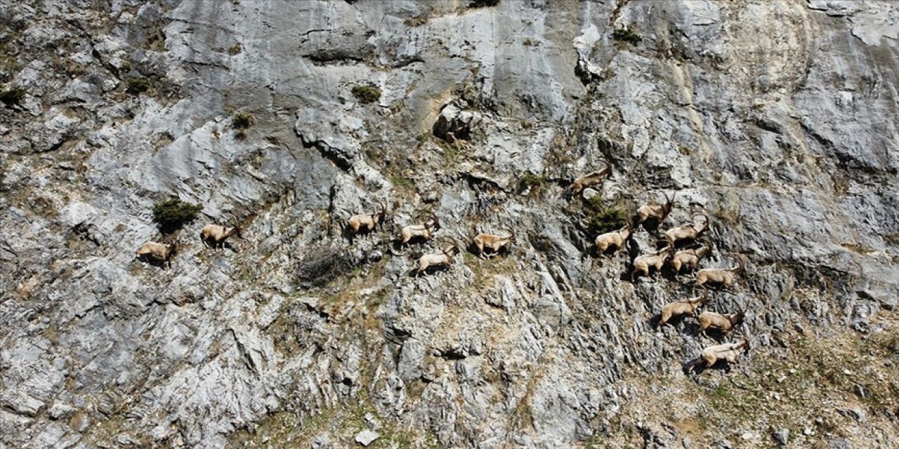 Yaban keçileri dronla görüntülendi