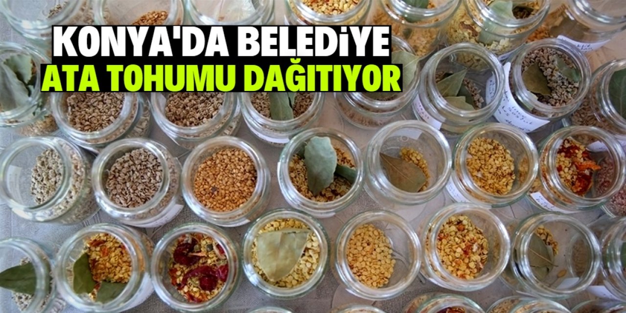 Konya'da belediye ücretsiz ata tohumu dağıtıyor! Tek yapmanız gereken bu