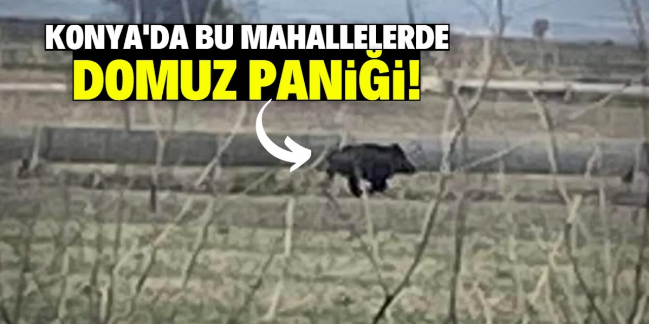 Konya'da bu mahallelerde domuz paniği!