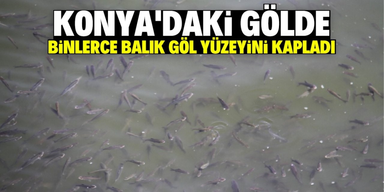 Konya'daki gölde binlerce yavru balık göl yüzeyini kapladı