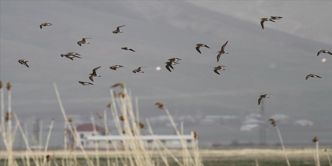 Yüksekova Nehil Sazlığı'nda tespit edilen kuş türü sayısı 200'ü geçti